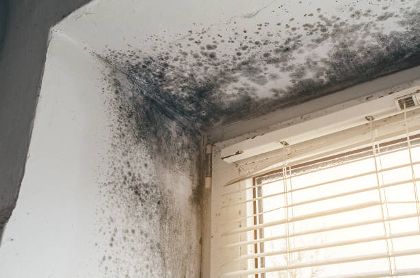 Affordable Mold Removal solutions in Sparta, GA